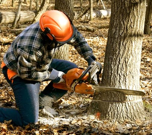 Tree Removal in Haswell, CO